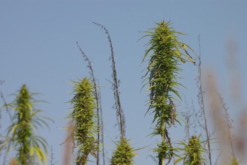 The green female seed-bearing hemp plants, and the brown male hemp plants which have already pollinated the females and completed their life function.