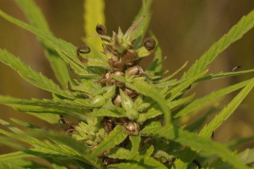 A close up of a female hemp seed head. Some seeds are already ripe and ready to harvest. Some are still very green and need to ripen. This is a common growth habit for hemp.