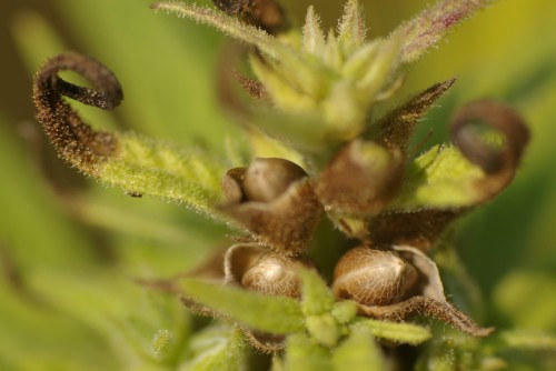 Closer to the ripe seeds, showing veins on the individual seed shells, and the seed nestled into the brown seed bract.