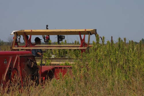 John Briscoe begins the hemp harvest.
