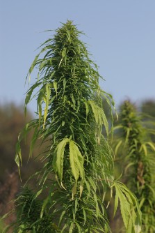 A close up of a female seed-bearing plant.