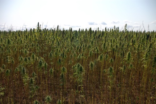 The field of ESTA-1 variety hemp, showing the relatively weed free ground below the plants.