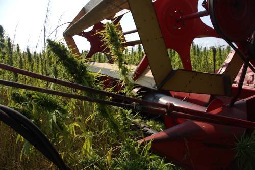 Looking at the stalks as they are being cut by the header of the combine.