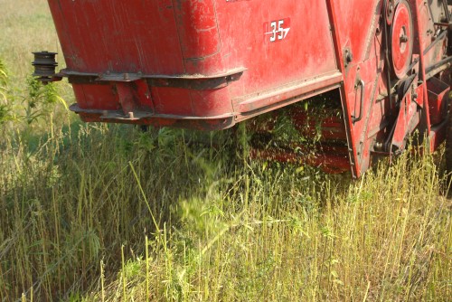 The chaff coming out from behind the combine. 3 foot tall cut stalks are in evidence all around the rear of the combine.