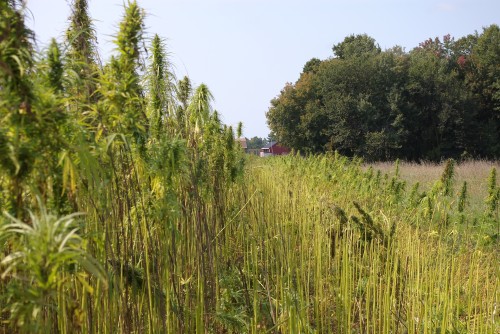 Looking back west towards the barn over the freshly cut row of hemp.