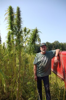 Jim Lynch, 6 foot, 8 inches tall, standing besides some 9 foot tall hemp stalks.