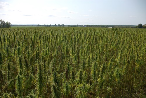The hemp field awaiting harvest, seen from standing on top of the combine.