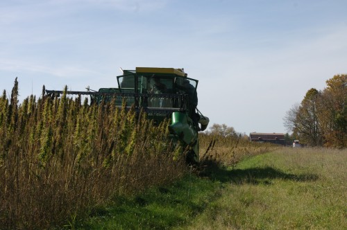 Jim Lynch's John Deere 6600 combine begins harvesting where John's MF 35 left off.