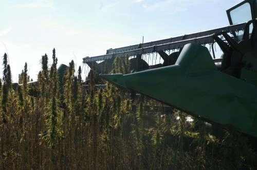 The header approaches the hemp crop