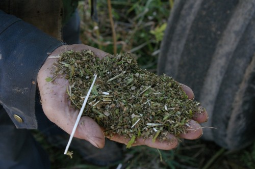 A close up of the chaff