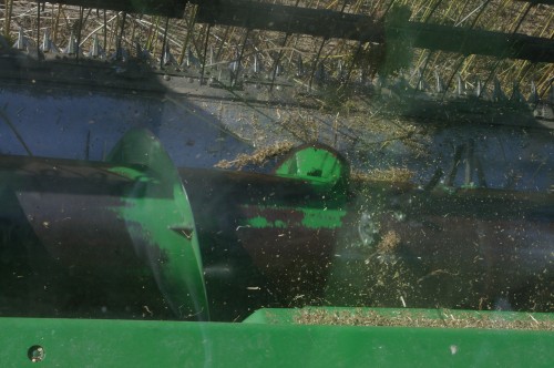 The cut seed heads falling into the auger and towards the mouth as the seeds start falling off.