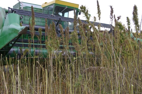 Looking up at the combine in action