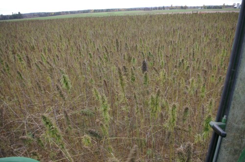 The view out the combine window of the hemp field.