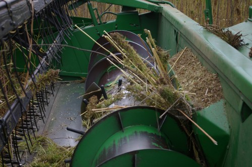 Very tall stalks couldn't be cut high enough, so the long stalk fibres got tangled between the auger and the mouth, bringing harvest to a temporary halt....