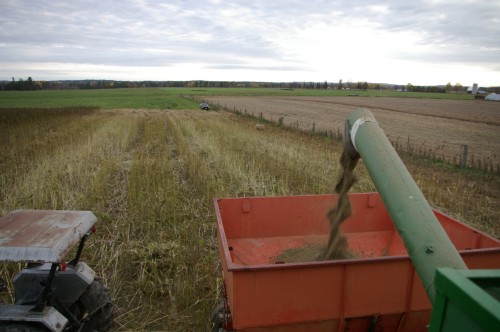 A day's harvest coming out the combine's screw auger into the grain trailer.