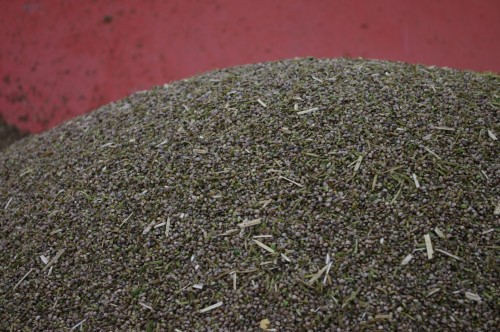 Freshly harvested hemp grain.